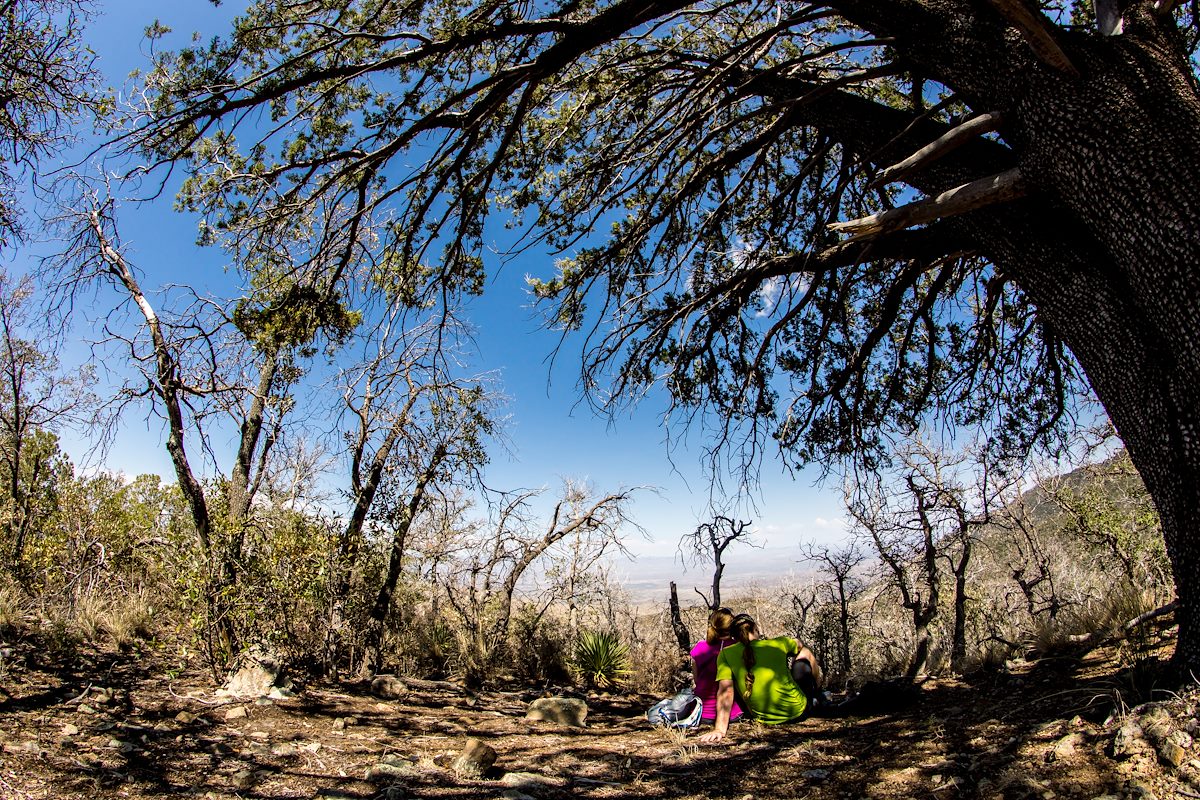2014 July The tree below 6828 2