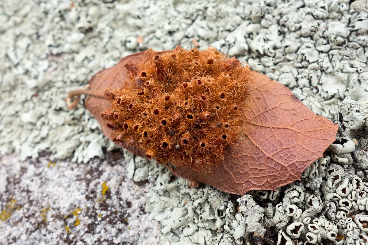 2014 July Unknown on a leaf on the summit of Green Mountain