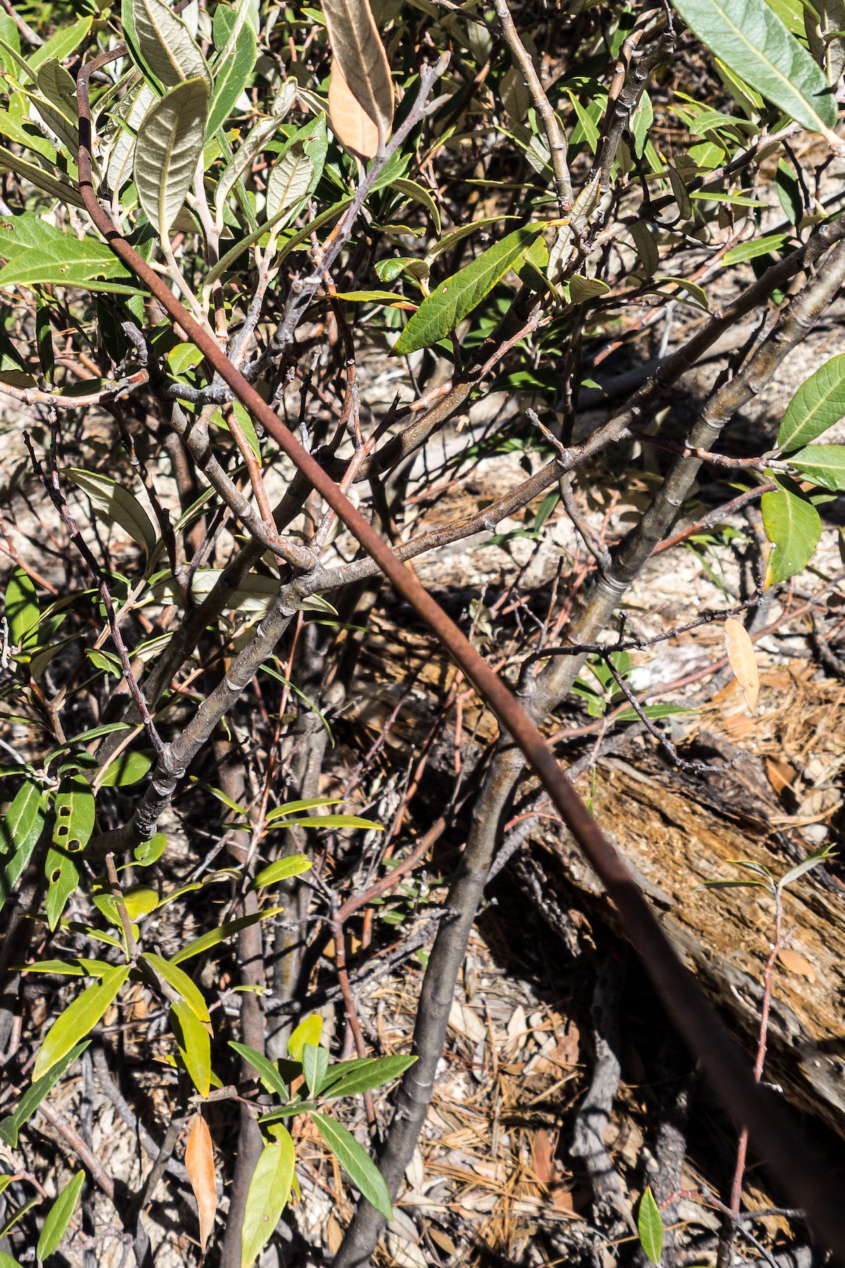 2014 July Wire along the Brush Corral Trail