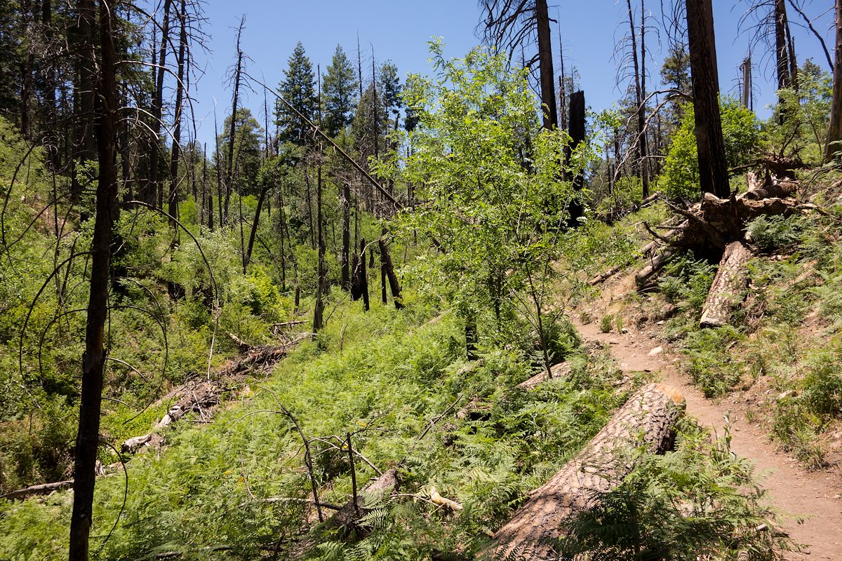 2014 June Ferns on the Marshall Gulch Trail