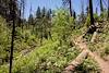 2014 June Ferns on the Marshall Gulch Trail
