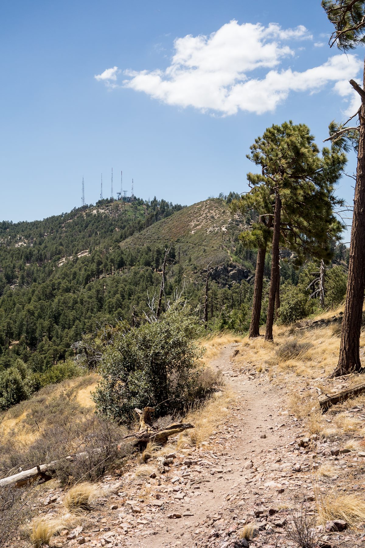 2014 June Incinerator Ridge Trail looking towards Bigelow