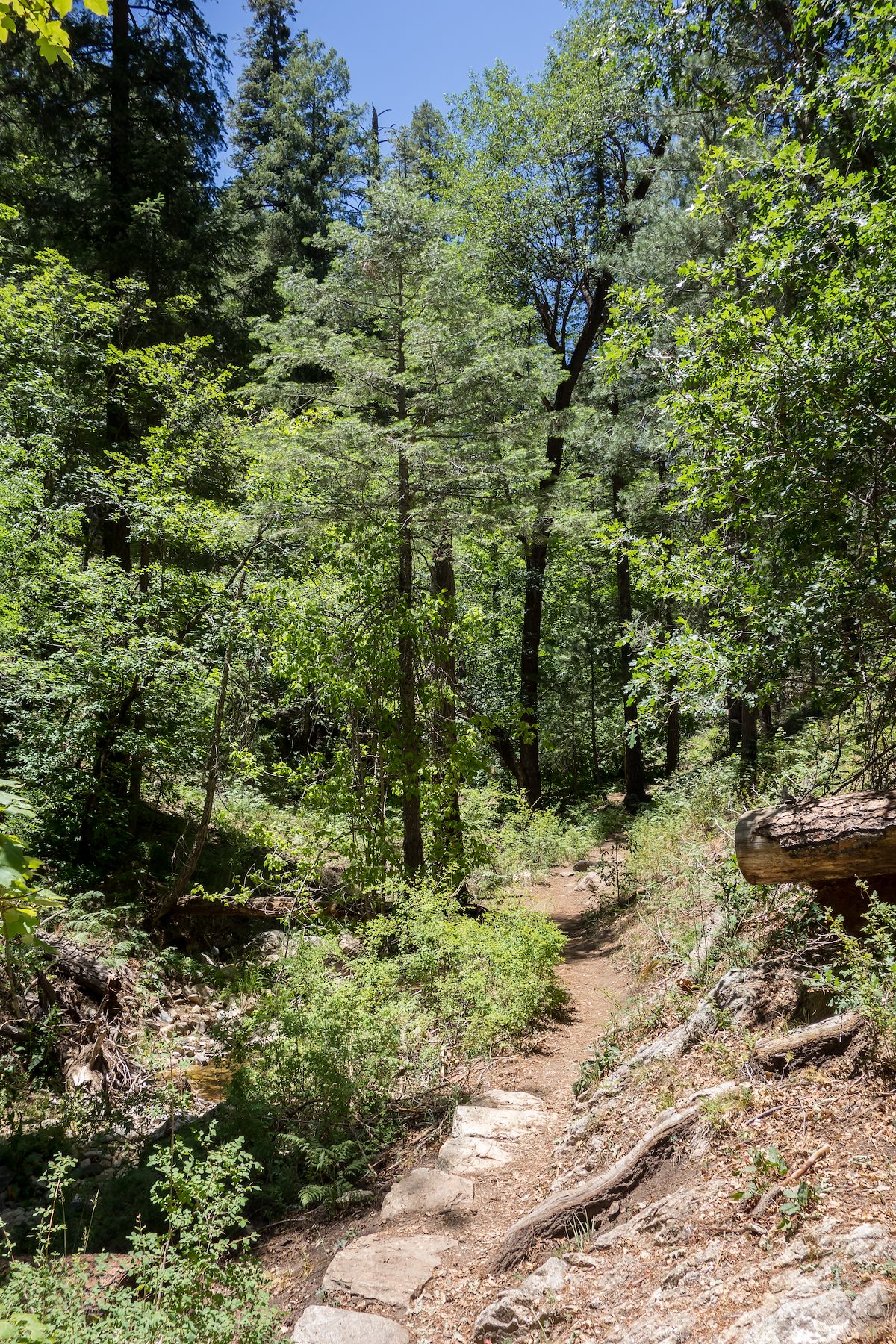 2014 June Summer Green and Water along the Marshall Gulch Trail