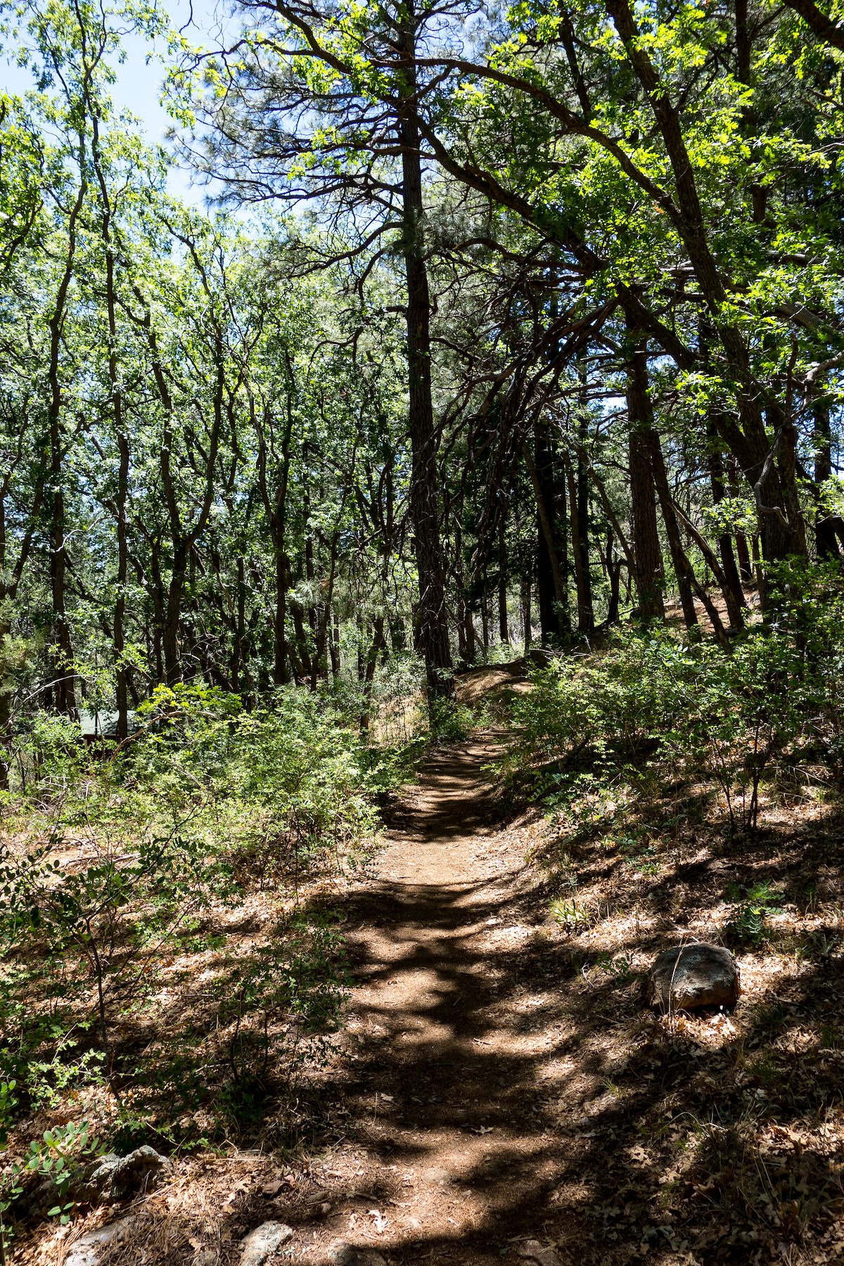 2014 June Trees and Shade near the start of the Sunset Trail