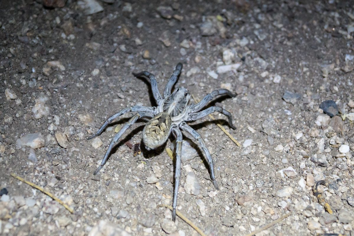 2014 June Wolf Spider on the Trail to the Ruins