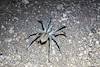 2014 June Wolf Spider on the Trail to the Ruins
