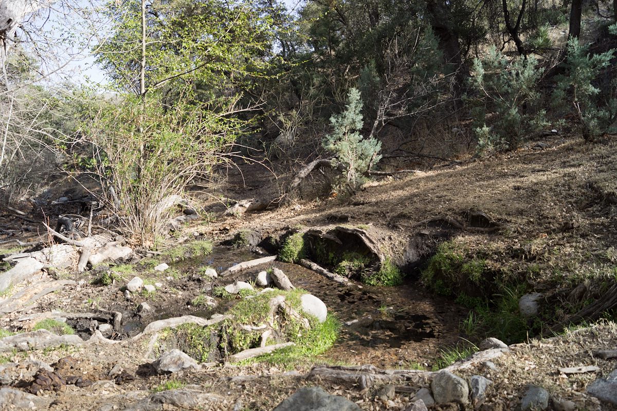 2014 March Araster Spring