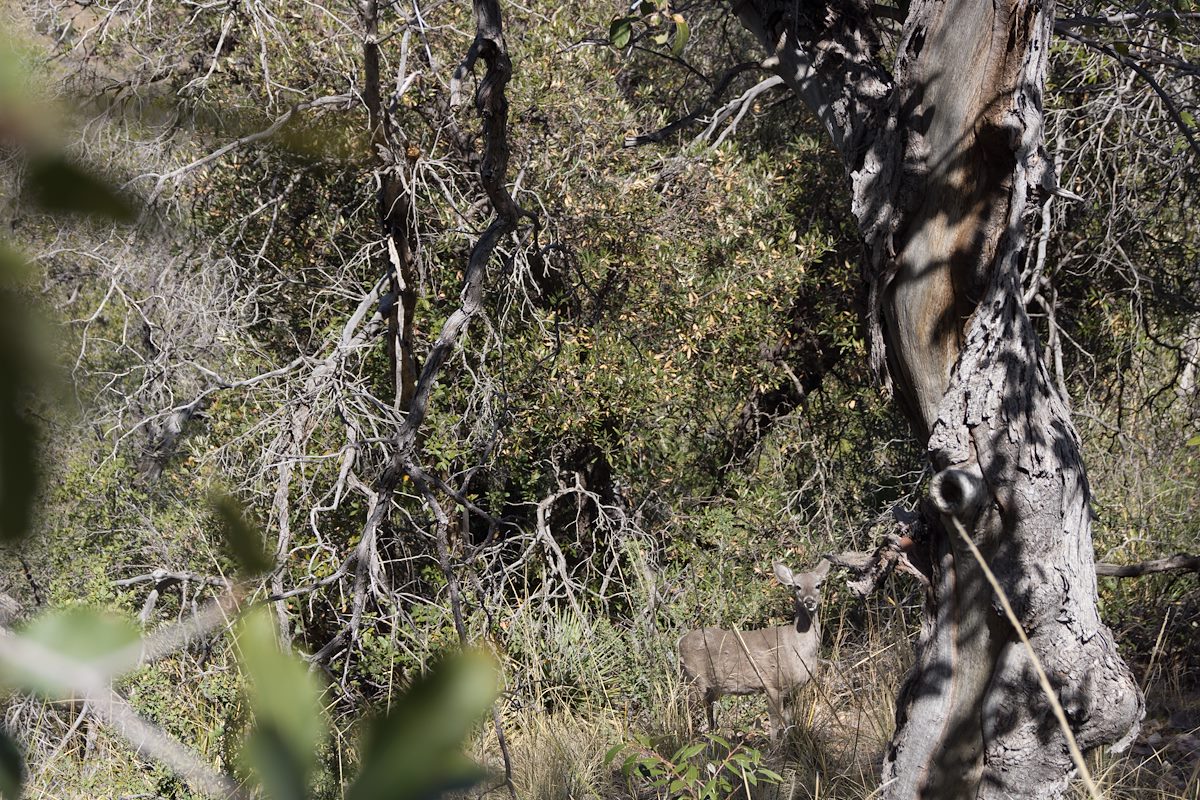 2014 March Being watched on the Ridge below the end of the Knagge Trail
