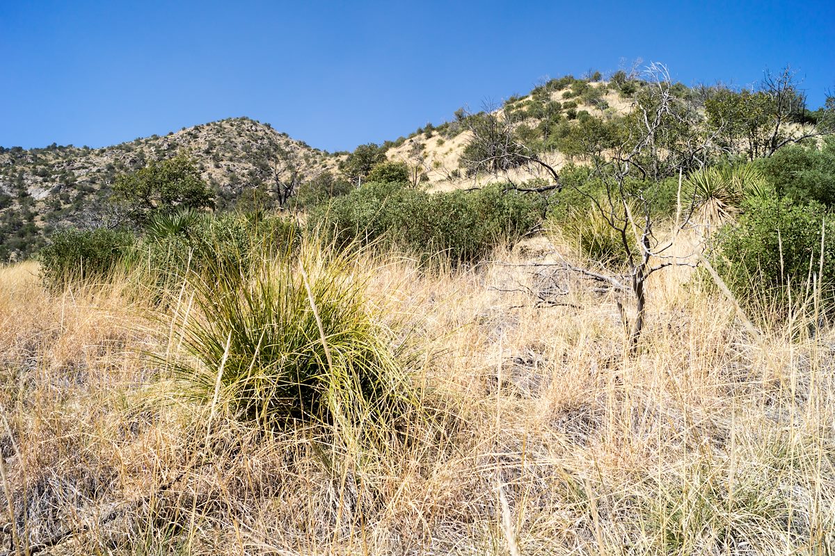 2014 March Hiking Up from the South Fork of Edgar Canyon