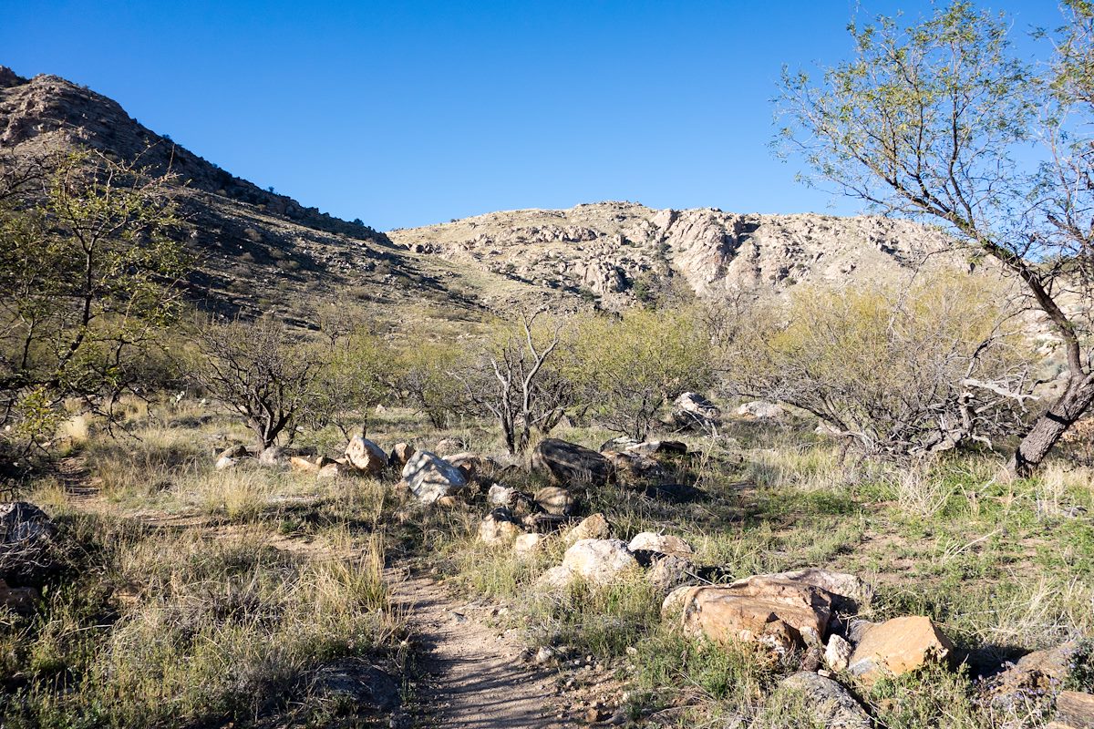 2014 March Mesquites near Soldier Canyon on the Soldier Trail