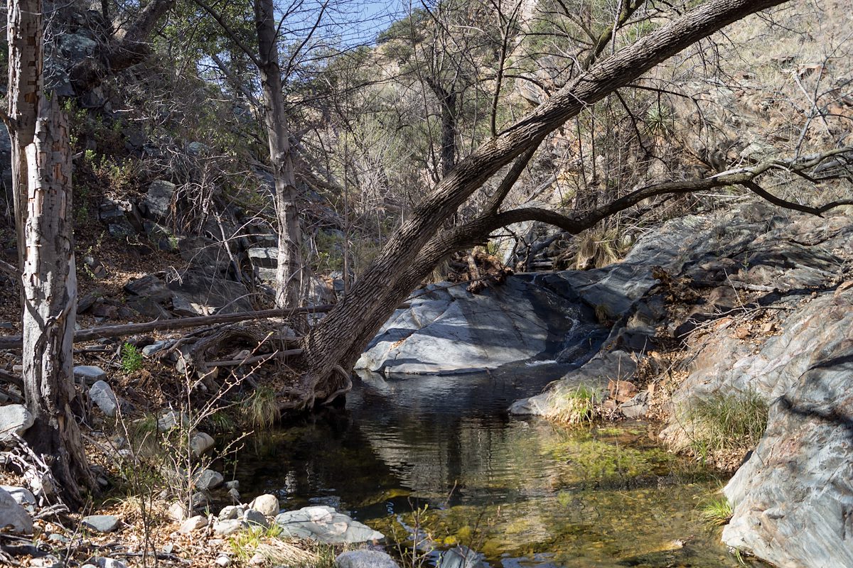 2014 March Water in the South Fork of Edgar Canyon