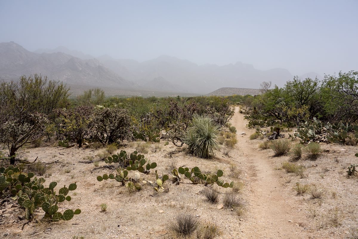 2014 May 50 Year Trail Dusty Conditions