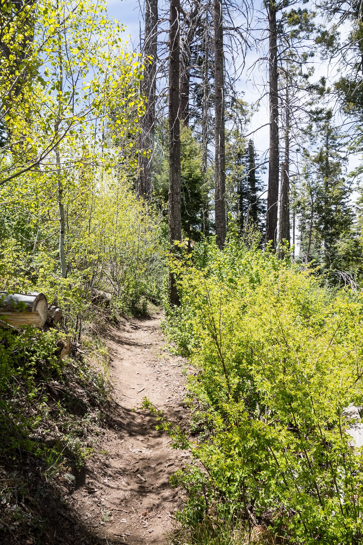 2014 May Aspens and Raspberries high on the Aspen Draw Trail