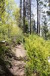 2014 May Aspens and Raspberries high on the Aspen Draw Trail