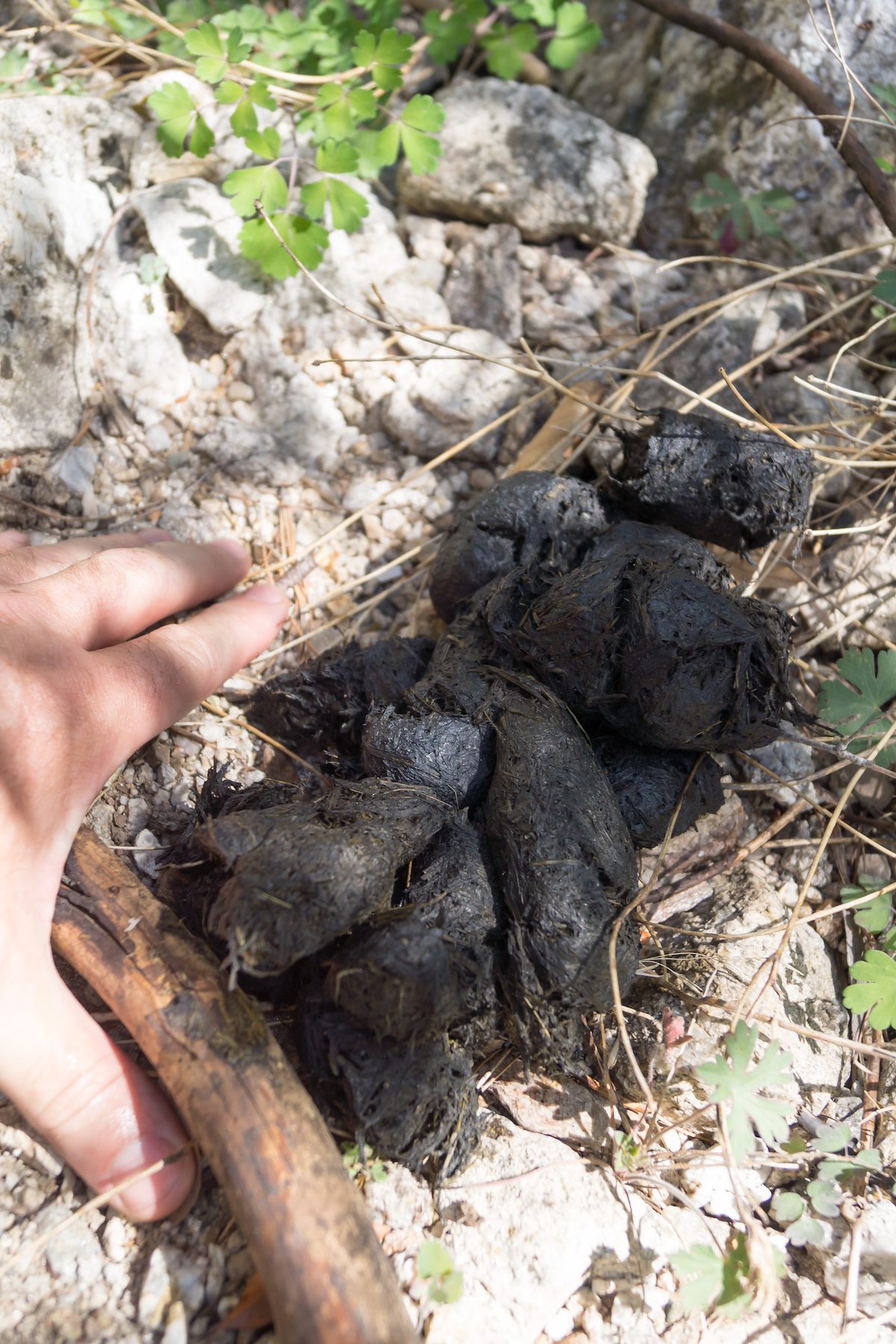 2014 May Bear Scat