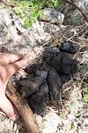 2014 May Bear Scat