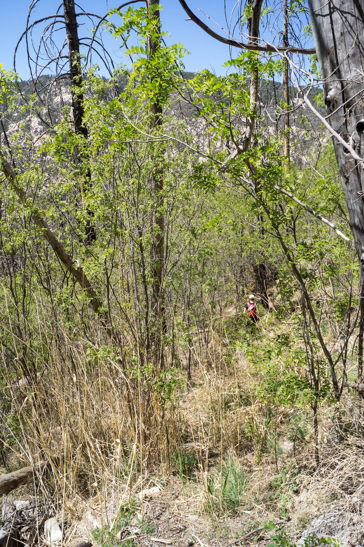2014 May Box Spring Trail below the saddle