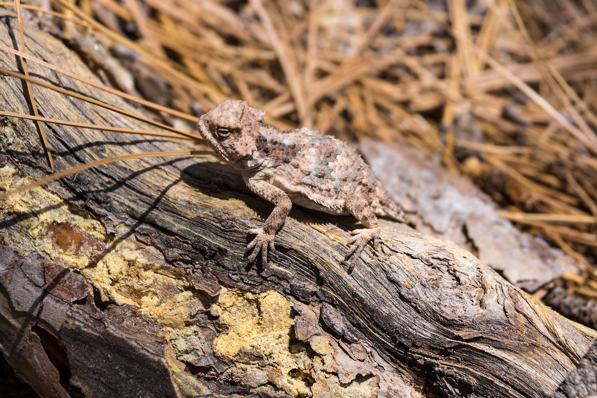 2014 May Horned Lizrd on the Box Camp Trail