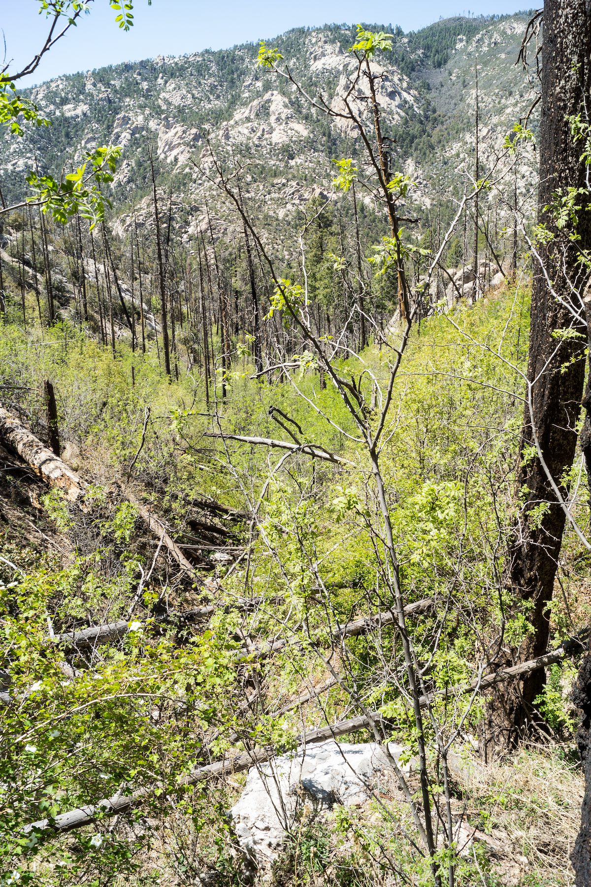2014 May Looking down the drainage and across Sabino Canyon