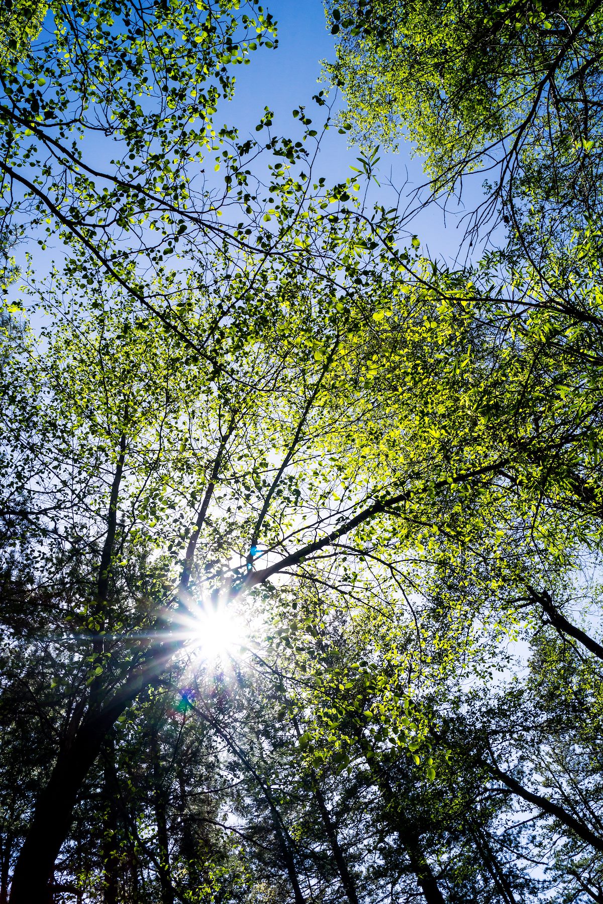 2014 May Looking up from Sabino Canyon