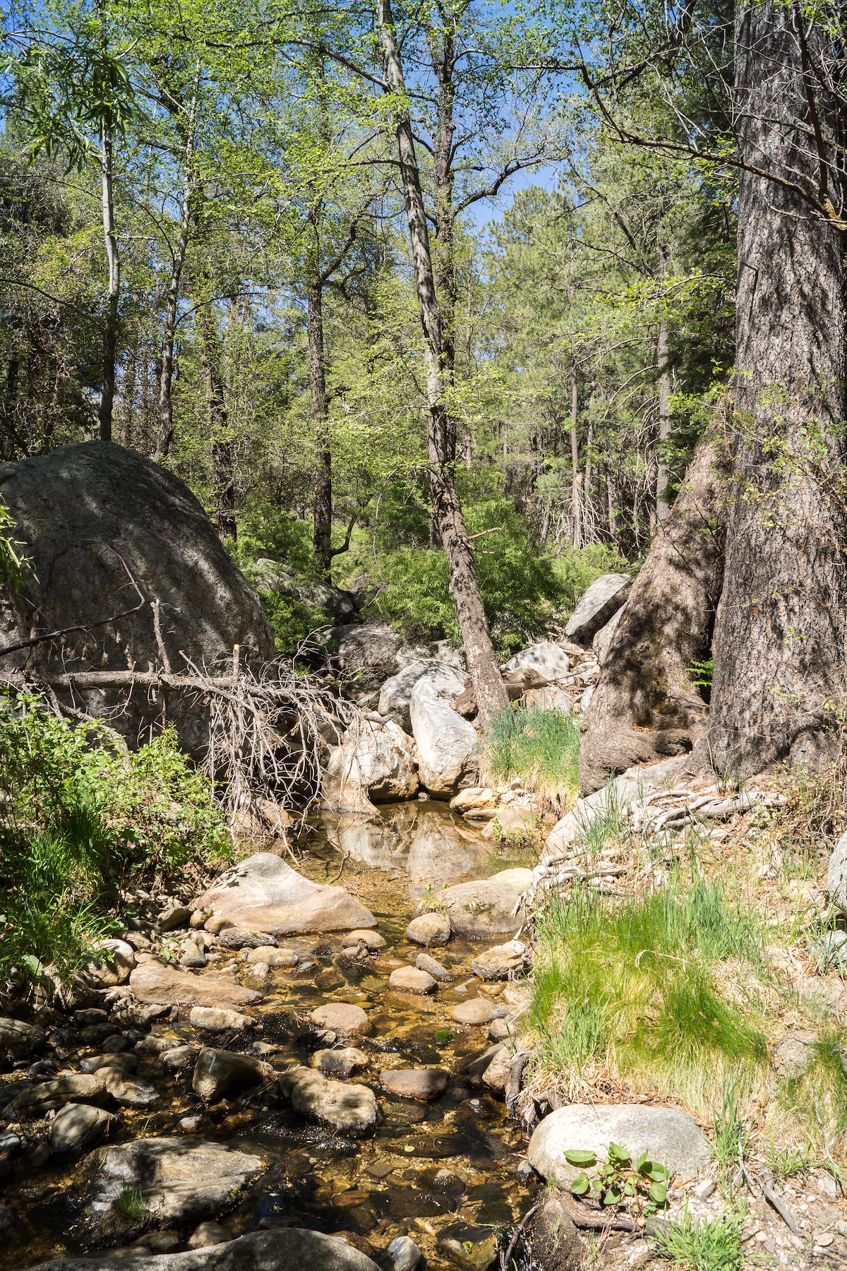 2014 May Looking up Sabino Canyon