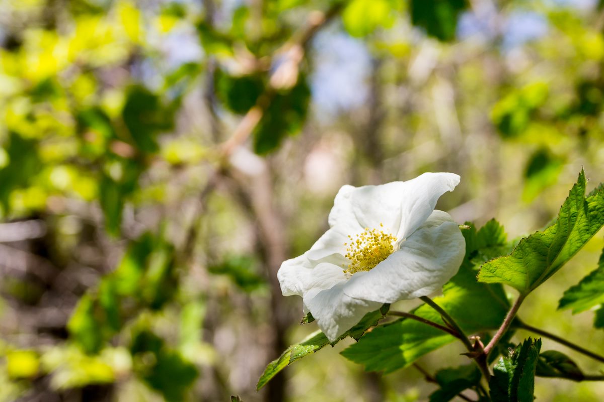 2014 May New Mexican Raspberry Flower