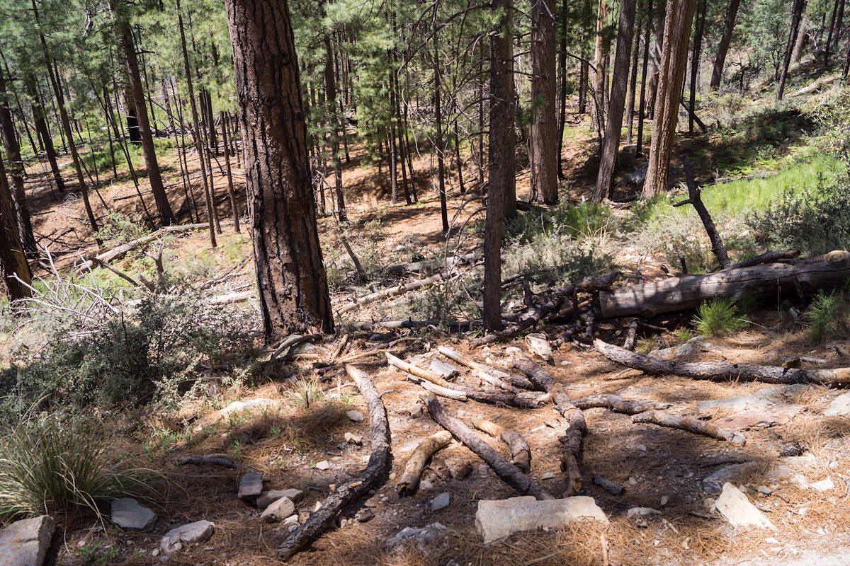 2014 May Obscured start of the Box Spring Trail