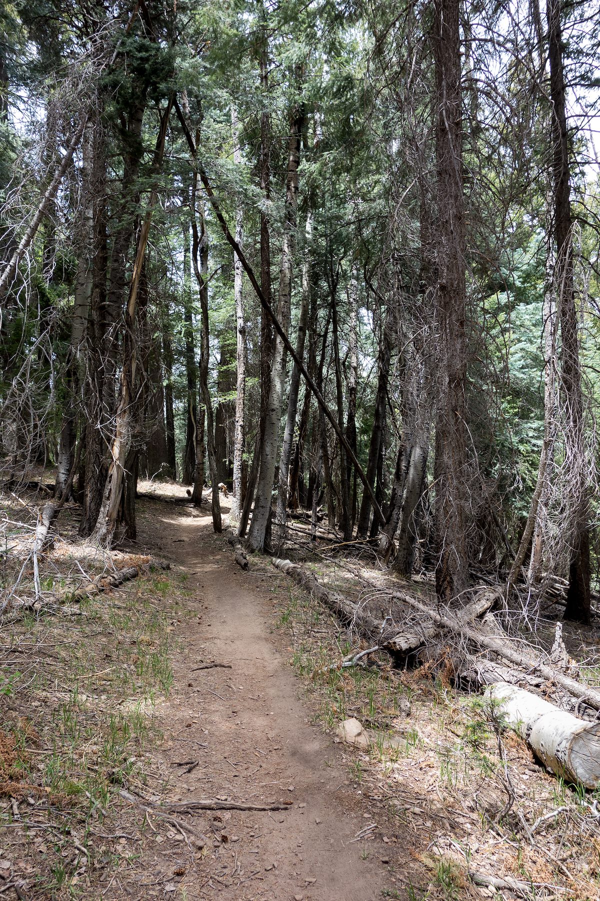 2014 May Trees and Shade on the Aspen Draw Trail