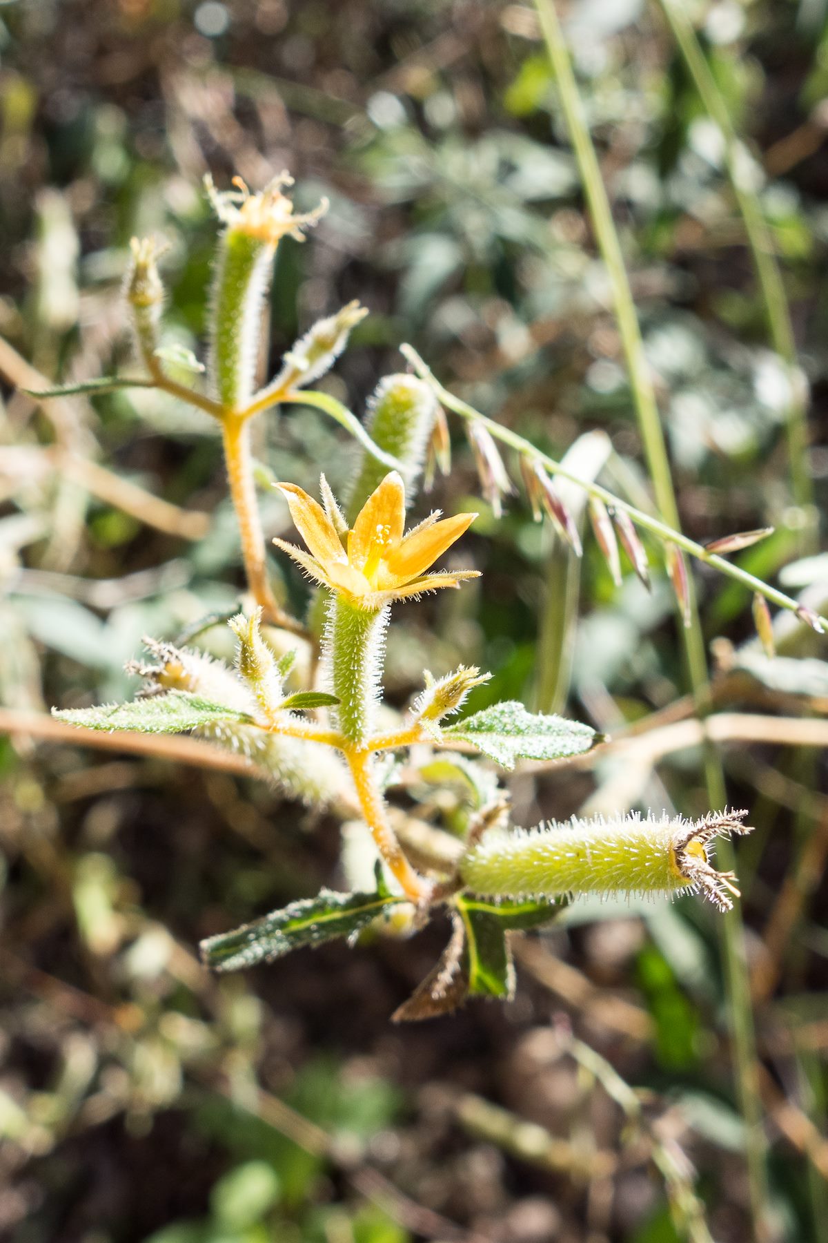2014 November Blazing Star Flower on the Sabino Canyon Trail