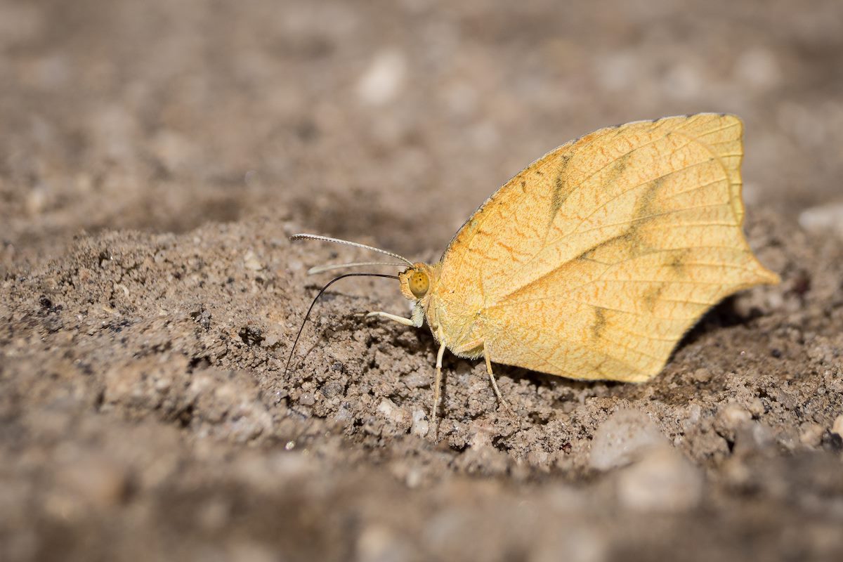 2014 November Butterfly