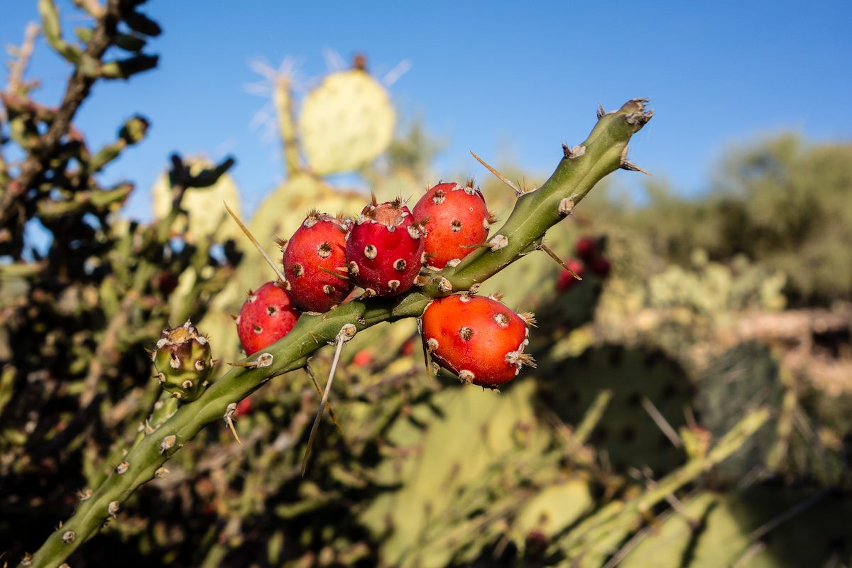 2014 November Cholla on the Linda Vista Trail