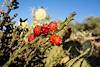 2014 November Cholla on the Linda Vista Trail