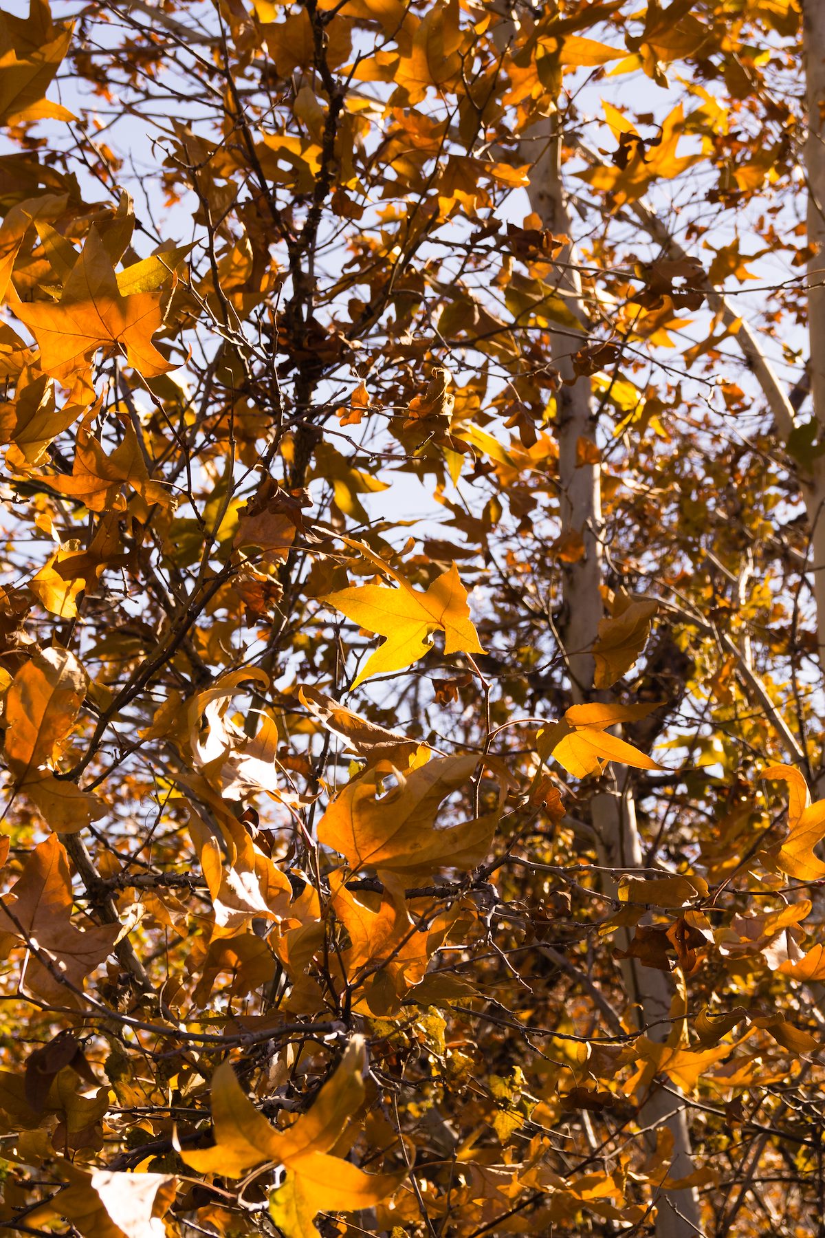 2014 November Fall Colors near Sycamore Canyon