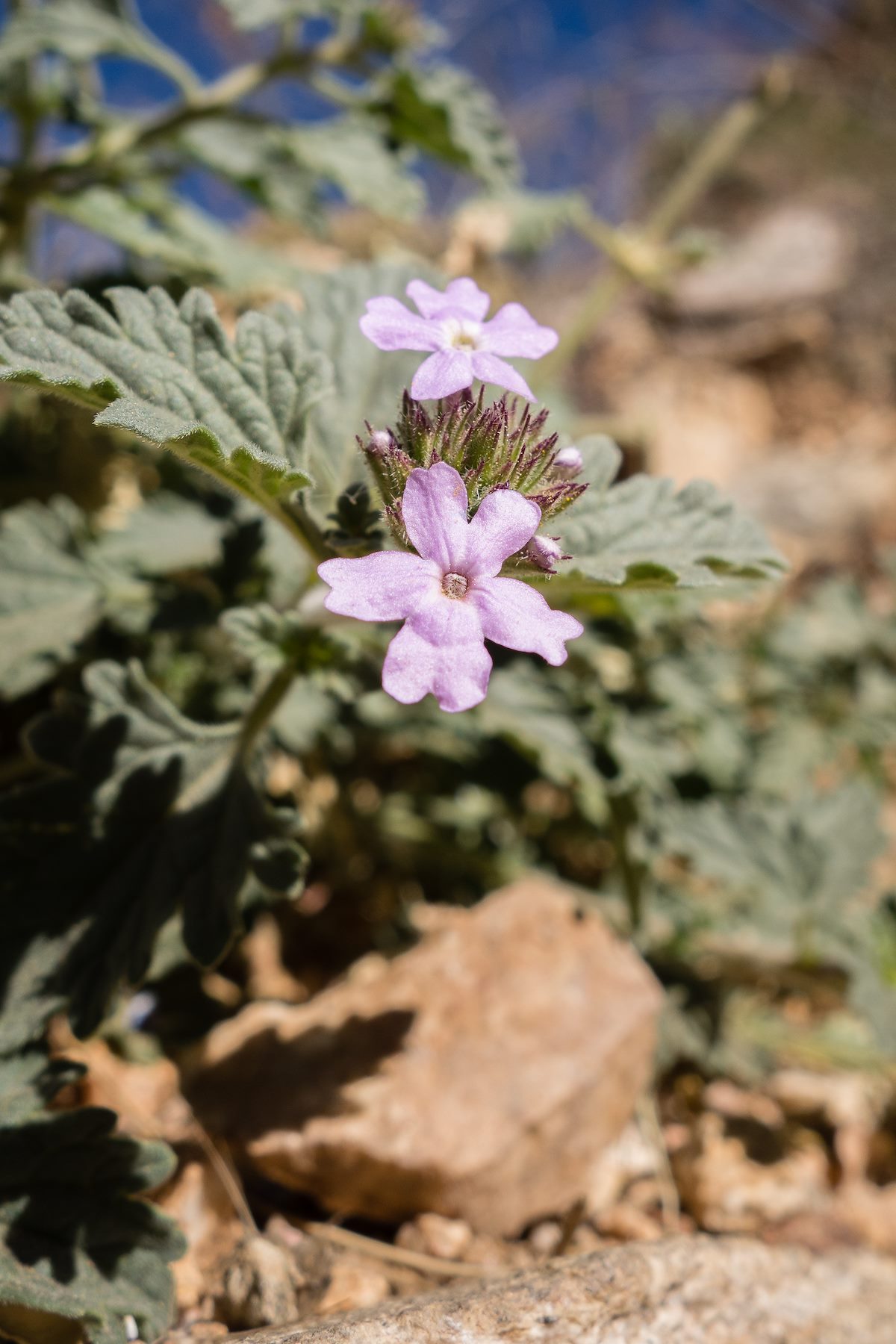 2014 November Flower on the Finger Rock Trail