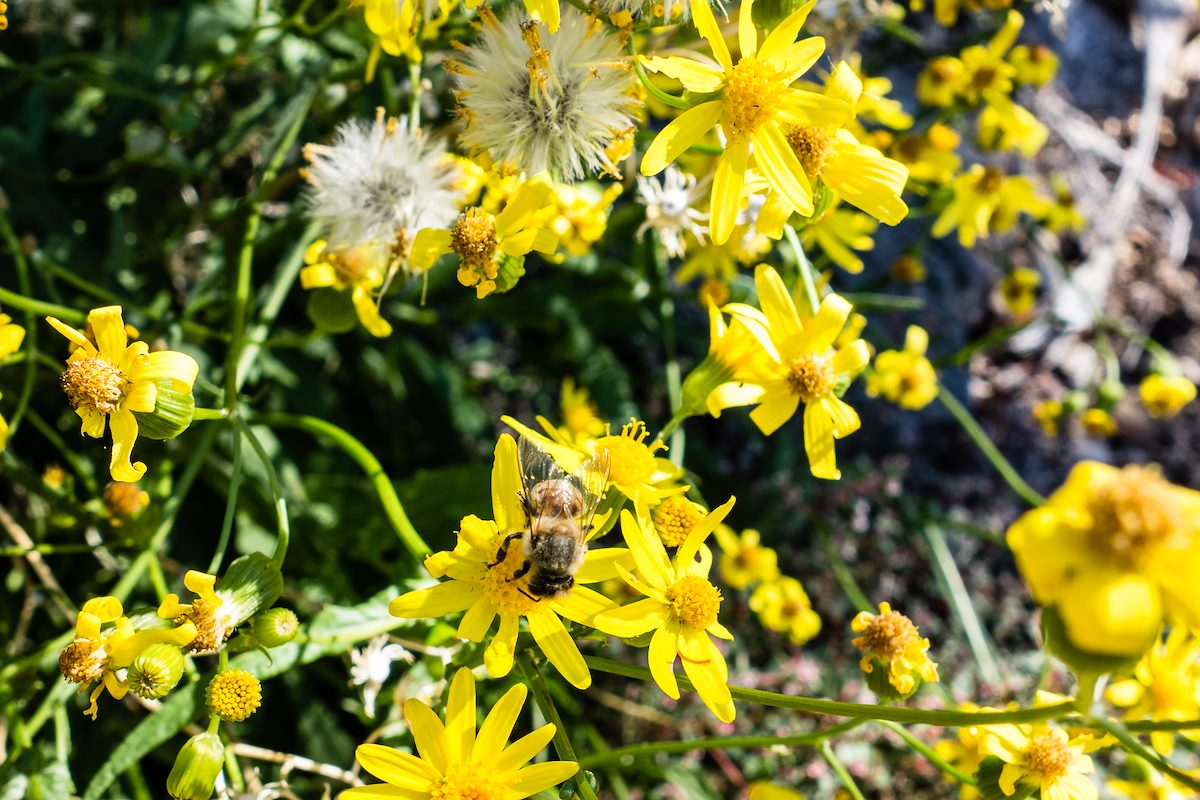 2014 November Flowers and Bee along the Pontatoc Ridge Trail