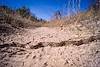 2014 November Gopher Snake Across the Trail