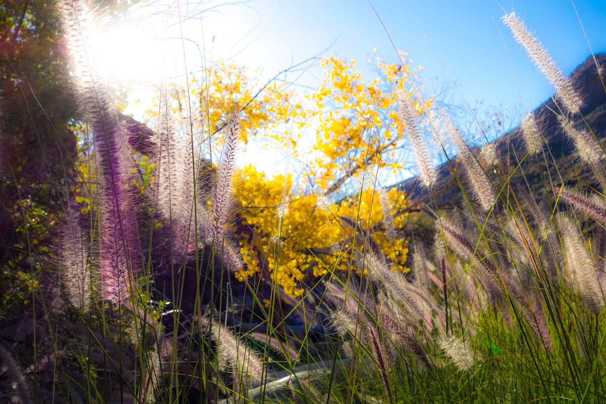 2014 November Grass Sun and Color in Pima Canyon