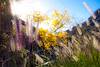 2014 November Grass Sun and Color in Pima Canyon