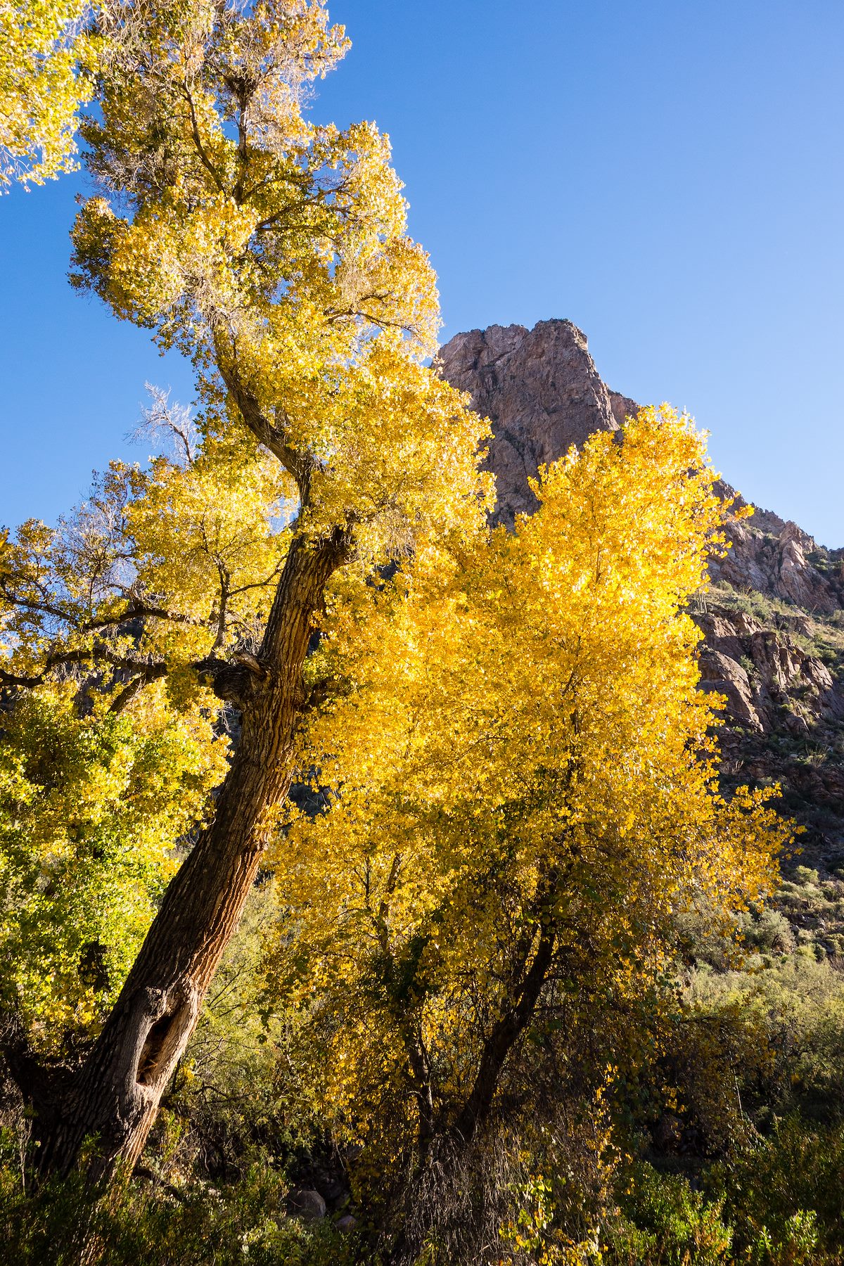 2014 November Setting Sun in the Cottonwoods