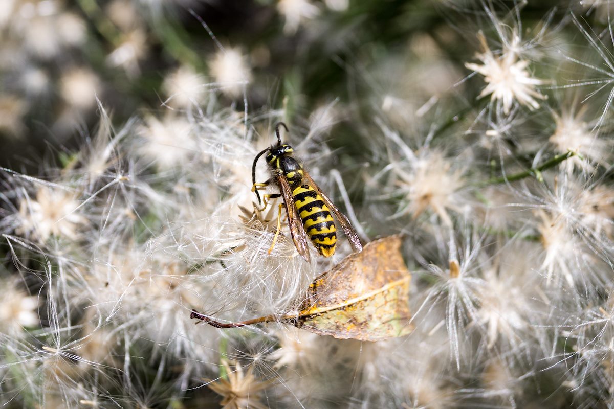 2014 November Yellow Jacket on Sweet Bush