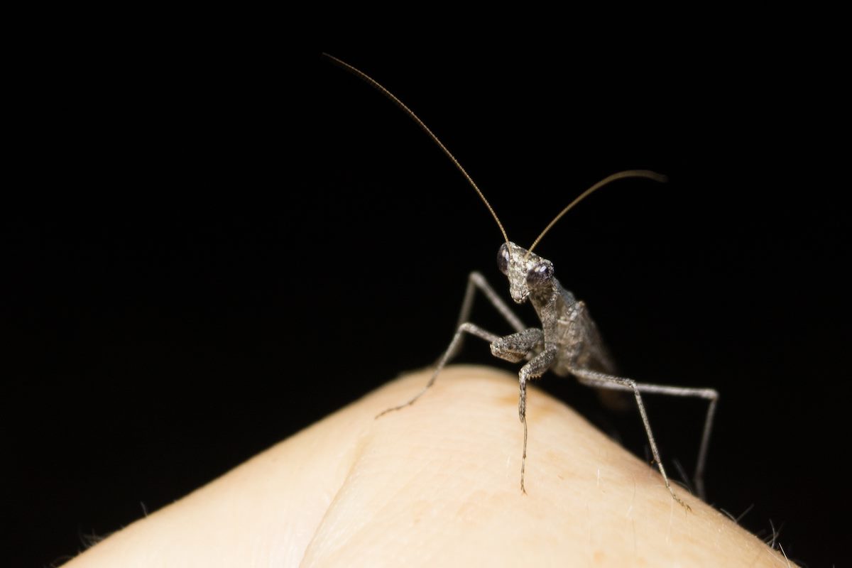 2014 October A Mantis on the Bellota Trail