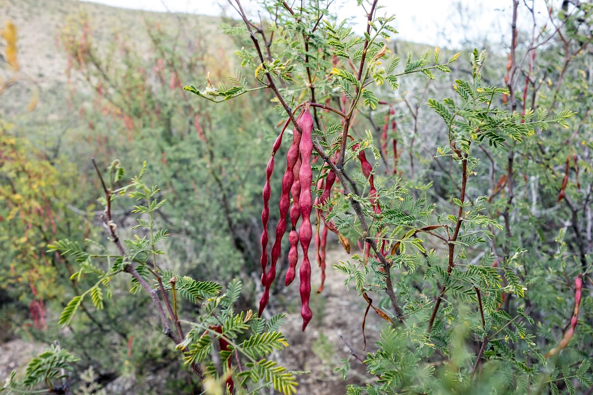 2014 October Acacia Pods