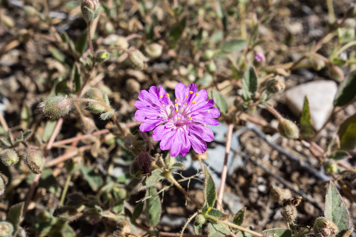 2014 October Allionia near Edgar Canyon