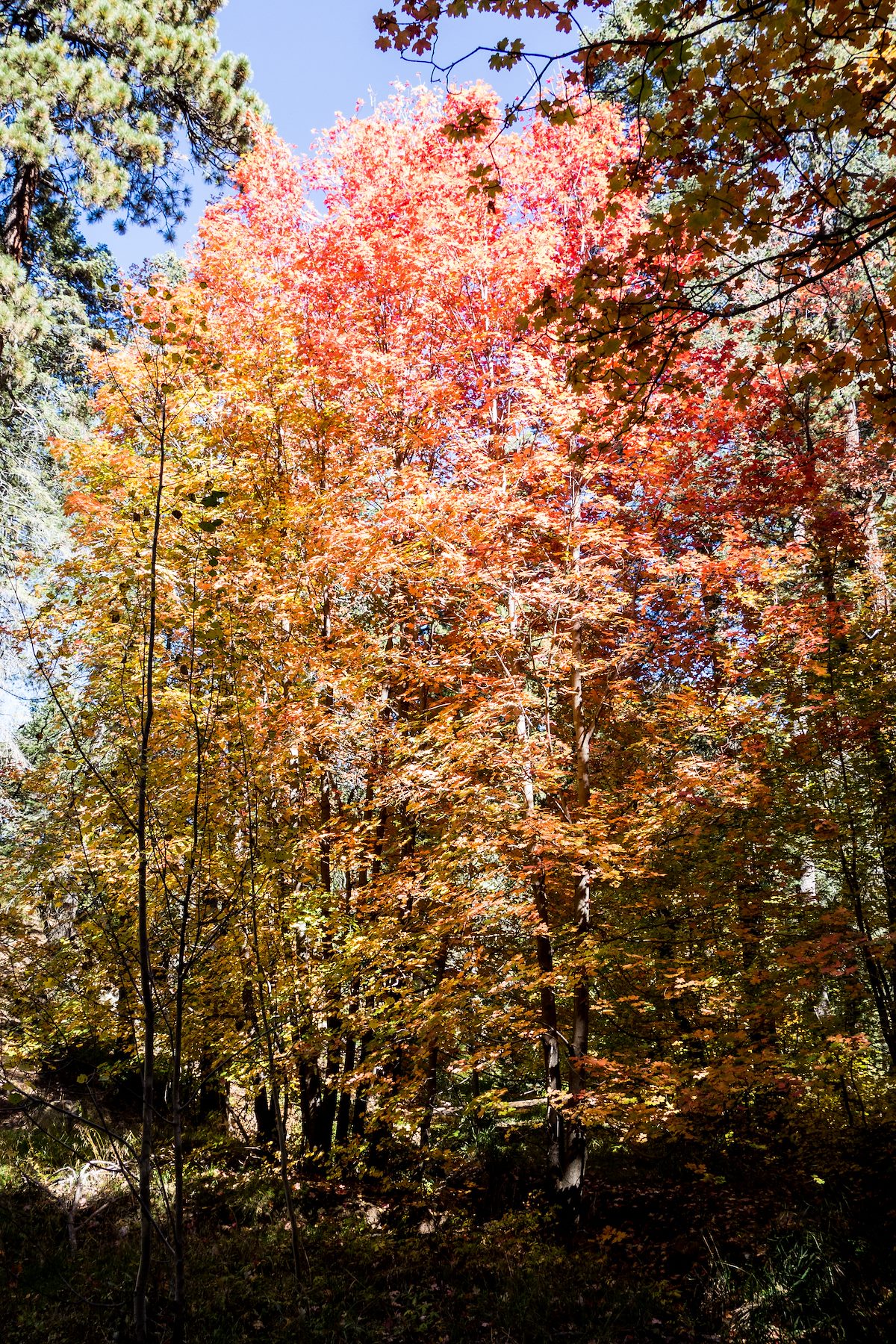 2014 October Fall Color along 1918