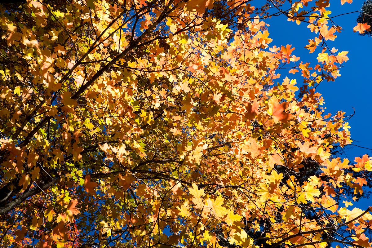 2014 October Fall Color