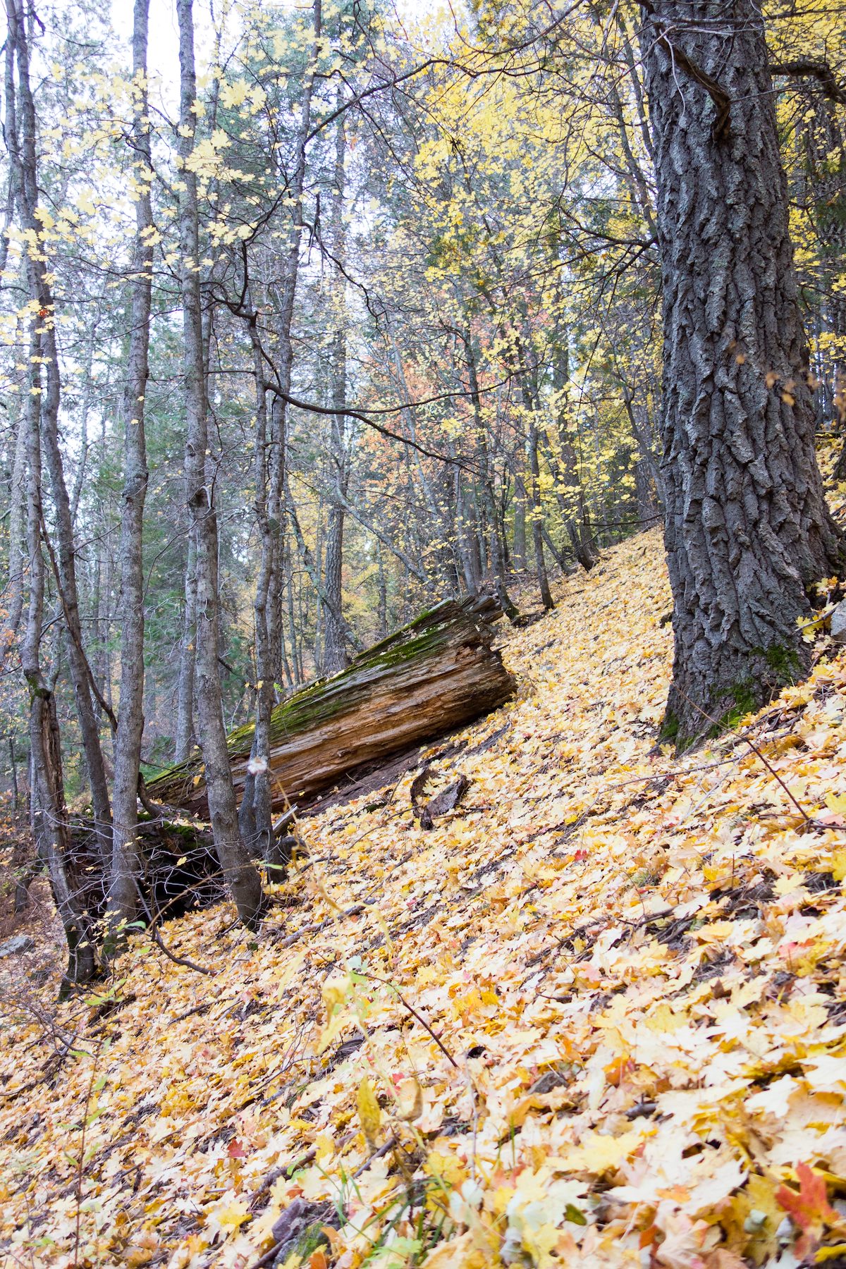 2014 October Fall leaves on the ground off the 1918 Trail