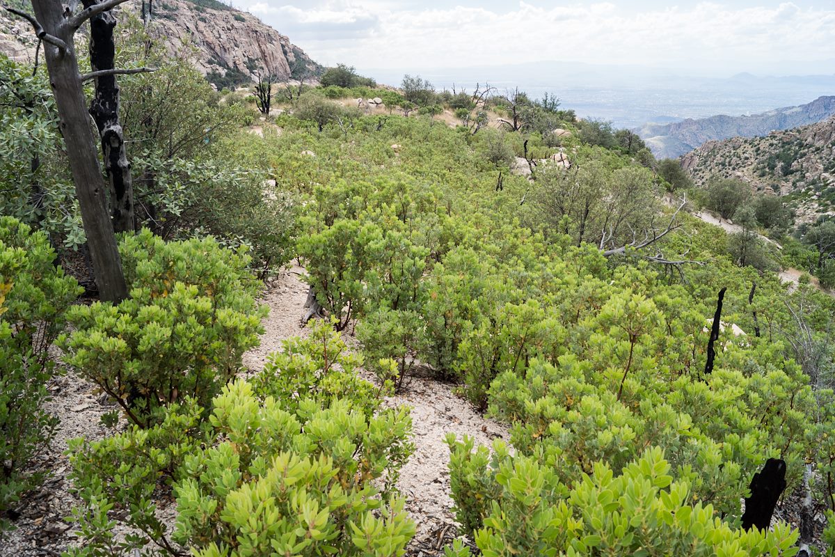 2014 October Mesquite Growing on the West Ridge of Pine Canyon