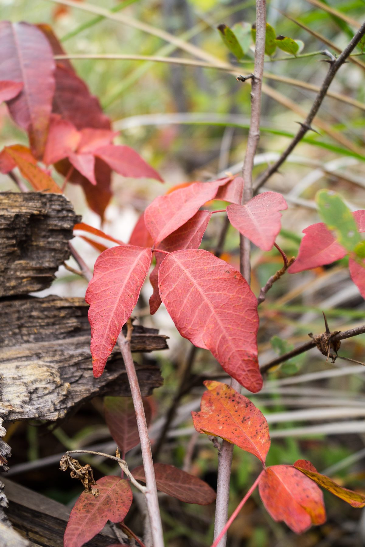 2014 October Red Leavves in a drainage near Pine Canyon