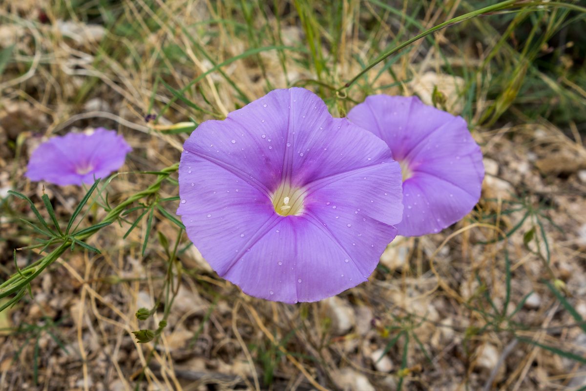 2014 September Blue Flower along the Phoneline Trail