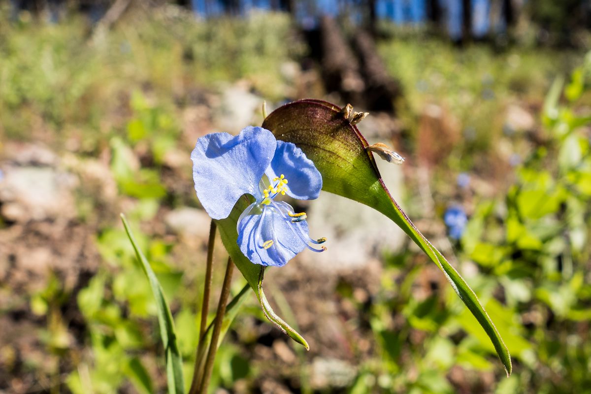 2014 September Dayflower